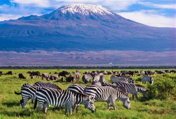 Best of Amboseli Safari